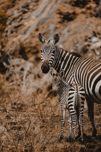 Finch Hatton's Lodge Finch Hatton's Lodge: Zebrastute mit Fohlen