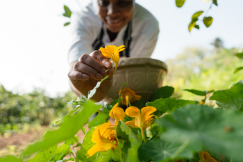 Gibb's Farm: Blumen der Farm