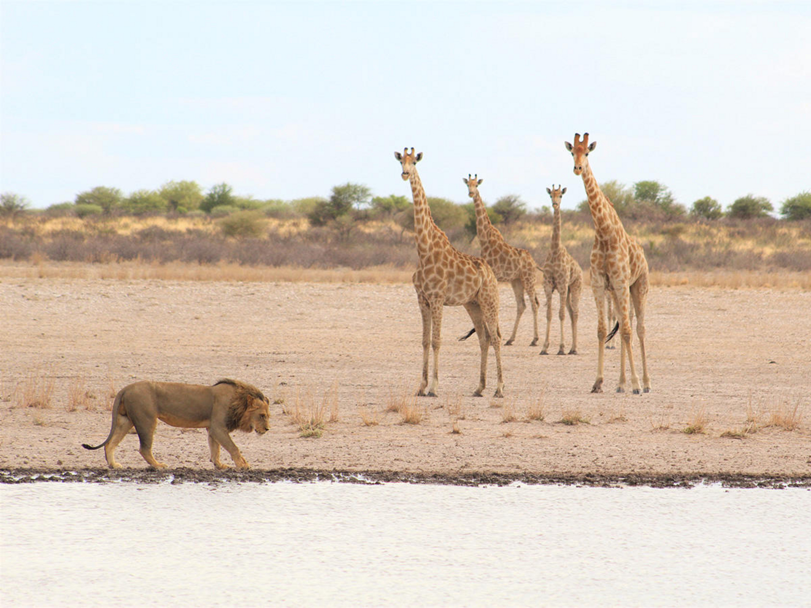 Great Tsau Hill Great Tsau Hill: Löwe und Giraffen