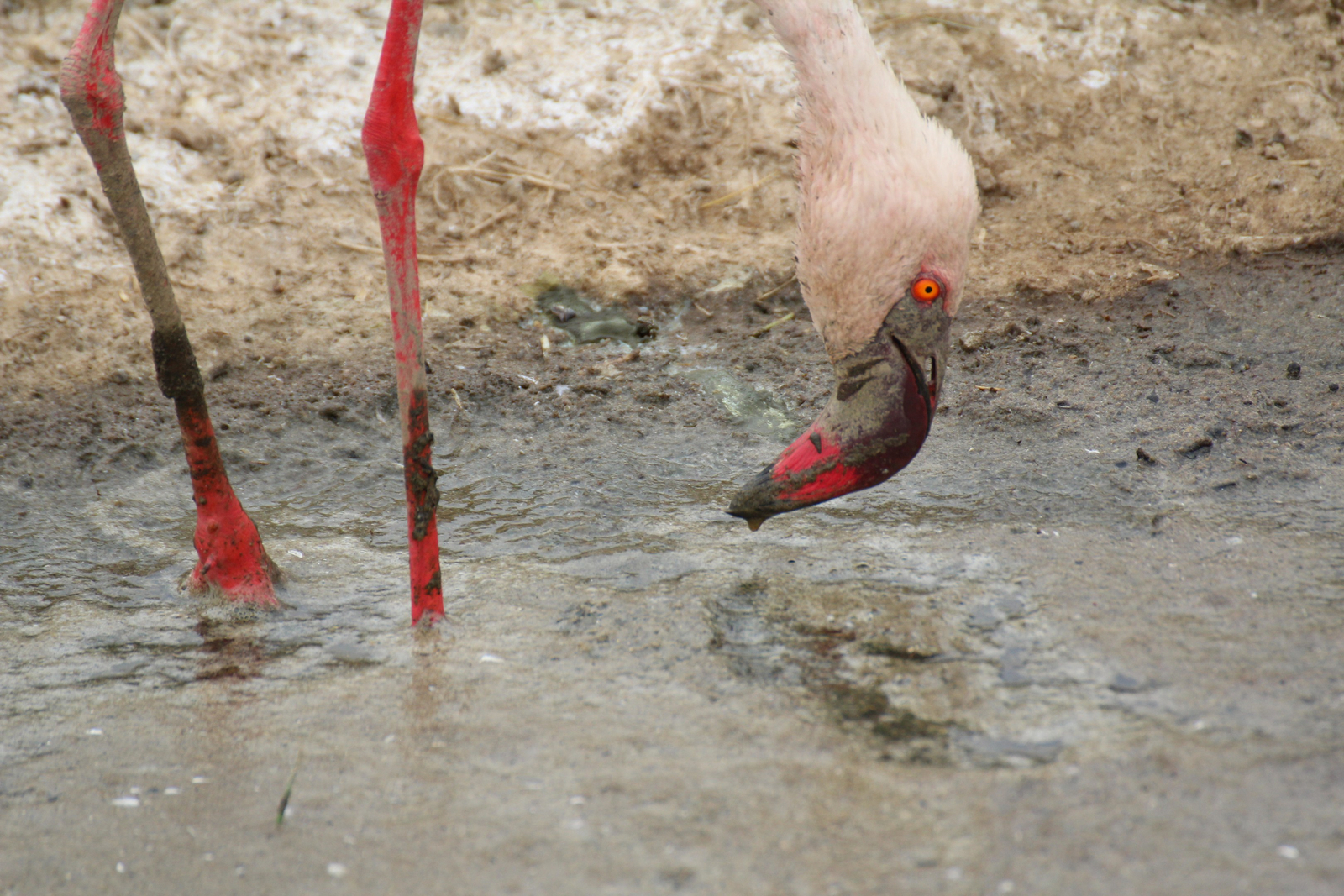 Lake Nakuru Sopa Lodge Lake Nakuru Sopa Lodge