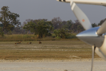 Kanana Camp: Antilopen neben dem Airstrip