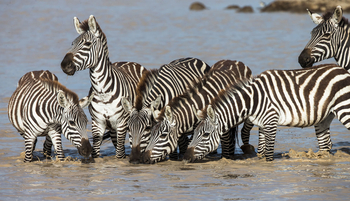 Klein's Camp: Trinkende Zebras