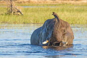 Leroo La Tau Lodge: Badender Elefant