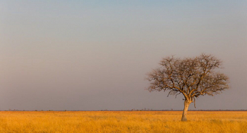 Luambe Camp: Einsamer Baum