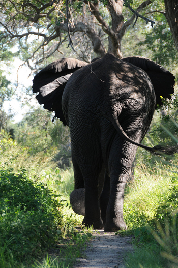 Macatoo Camp: Elephant Back
