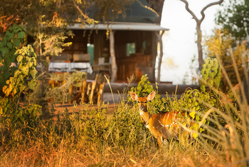 Macatoo Camp: Resident Bushbuck