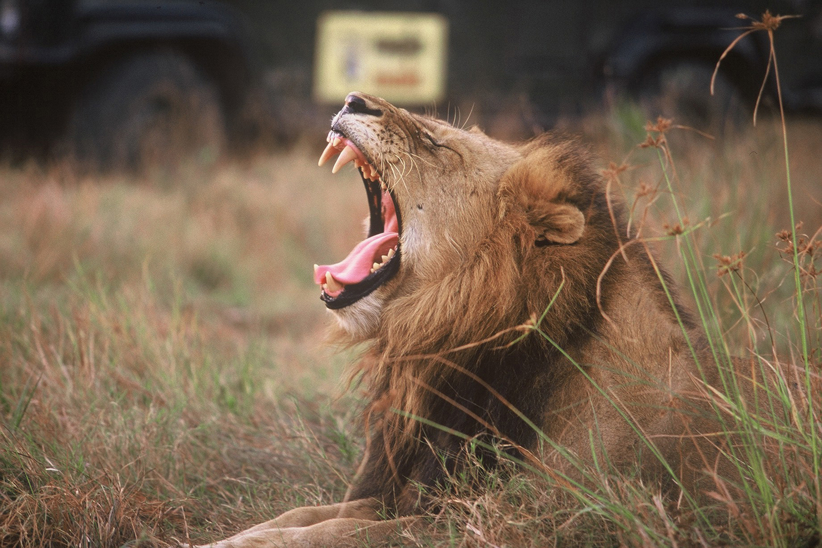 MalaMala Camp MalaMala Camp