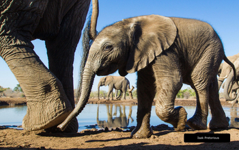 Mashatu Photographic Hide: Elefantenbaby