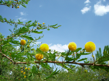 Mihingo Lodge: Blütenbälle