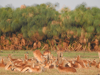 Mukambi Busanga Plains Camp: Pukus