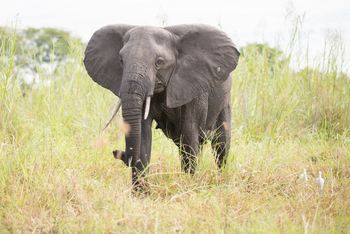Mvuu Lodge: Junger Elefant