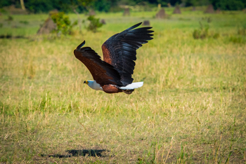 Nokanyana Camp: Fish Eagle im Flug