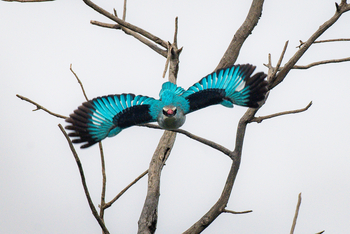 Olkeri Camp: Senegalliest