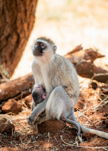 Olkeri Camp: Vervet Monkey mit Baby