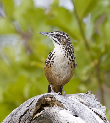 Ondudu Safari Lodge Ondudu Safari Lodge: Rockrunner