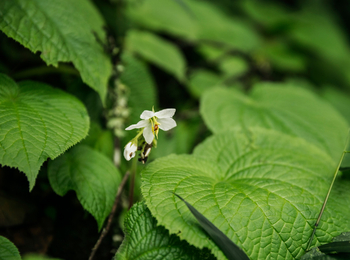 One and Only Nyungwe House: Flora