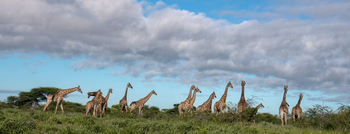 Onguma Reserve: Giraffenherde