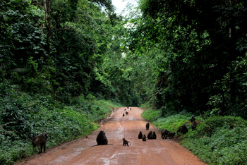Papaya Lake Lodge: Pavianherde