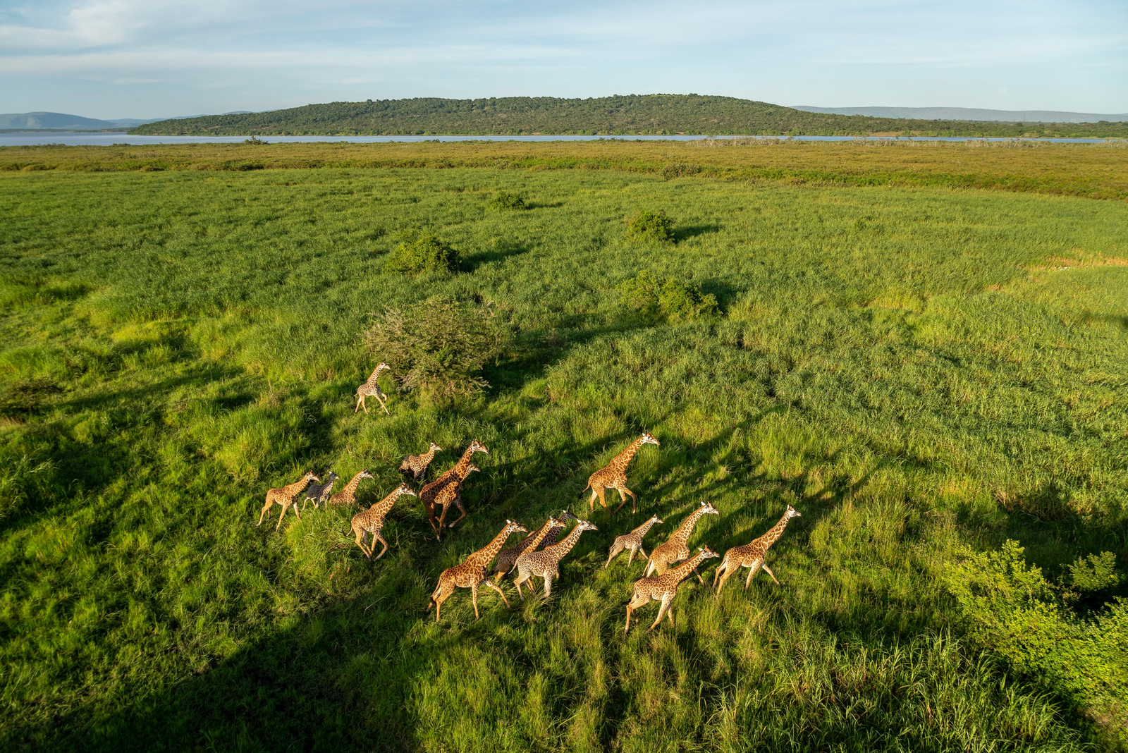 Magashi Camp Magashi Camp: Giraffenherde