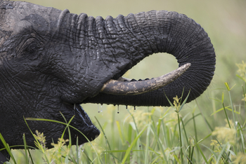 Saruni Eagle View Saruni Eagle View: Rüssel und Stoßzähne