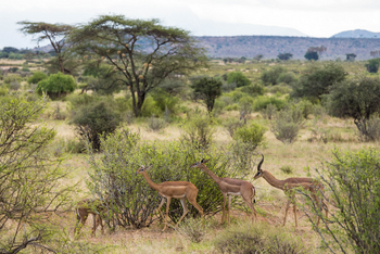 Saruni Samburu: Gerenuks