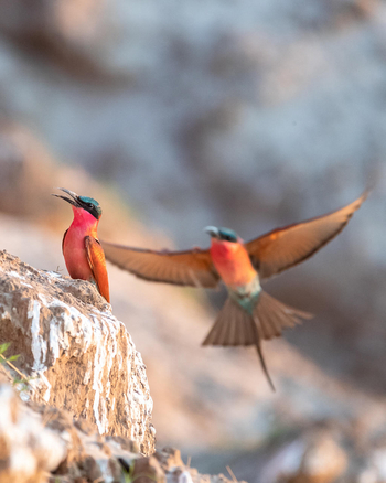 Shenton Safaris: Carmine Bee-Eater Hide