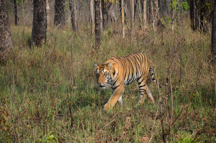 Tathastu Resort Satpura