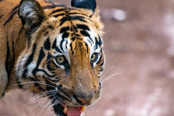 Tathastu Resort Tadoba: Tiger Portrait