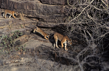 Tiger in Ranthambore National Park