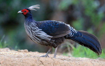 Vanghat: Kalij Pheasant