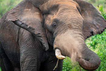 Wilderness Magashi Peninsula: Elefant mit verstümmeltem Rüssel