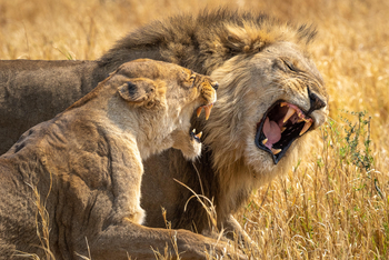 Mokete Camp: Löwenpärchen