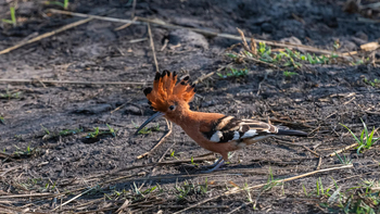 Xigera Safari Lodge Xigera Safari Lodge: Wiedehopf