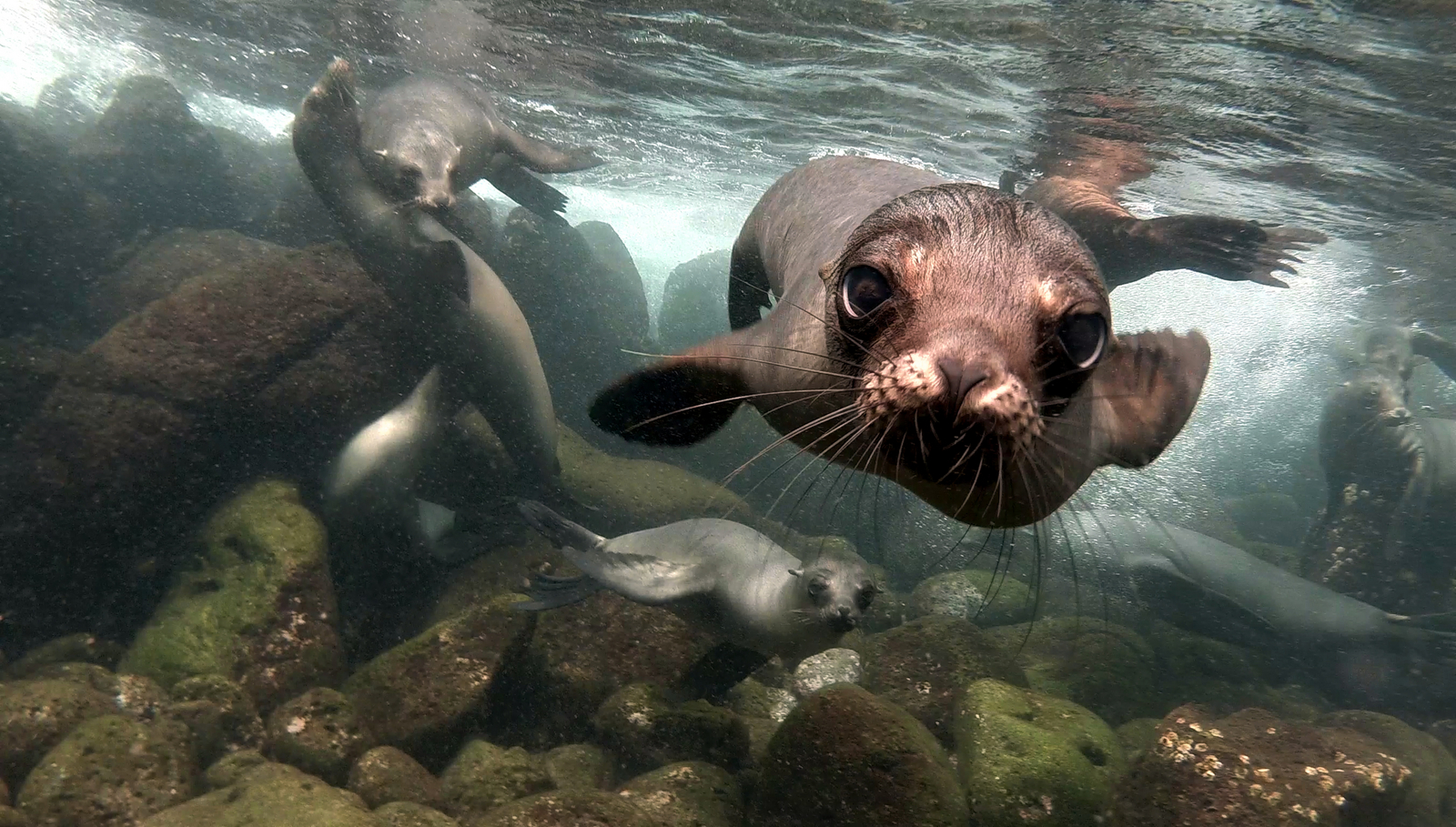 andBeyond Galapagos Explorer andBeyond Galapagos Explorer: Neugieriger Seelöwe im sonnendurchfluteten Wasser