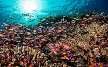 Astove Coral House: Fische und Korallen