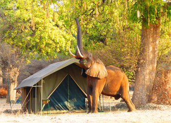 Camp Mana: Elefant vor einem Zelt