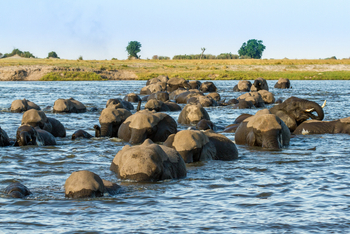 Chobe Game Lodge: Schwimmende Elefantenherde