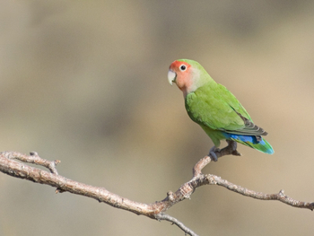 Damaraland Camp: Rosenköpfchen