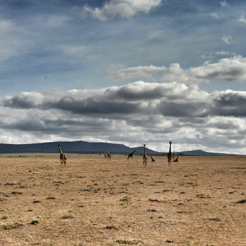 Encounter Mara Camp: Giraffen in der Mara