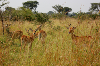 Enjojo Lodge: Impalas im hohen Gras