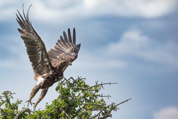 Esirai Camp: Tawney Eagle