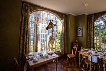 Giraffe Manor: Giraffenerlebnis