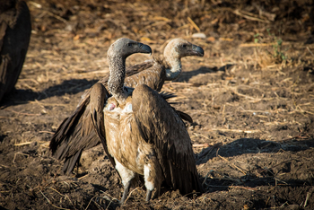 Great Tsau Hill: Weißrückengeier