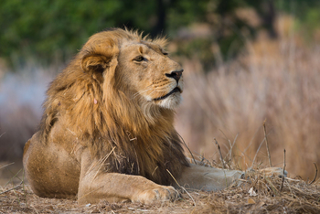 Ila Safari Lodge Ila Safari Lodge: Löwe