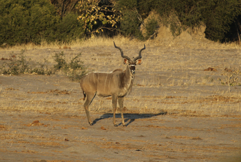 Imvelo Safaris Imvelo Safaris: Kudu seitlich
