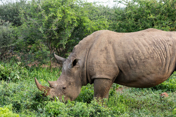 Jamala Madikwe: Nashorn grast in Büschen bei Tageslicht