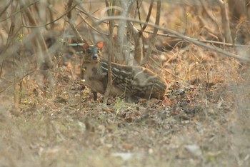 Kaav Safari Lodge: Indian Spotted Chevrotain - Moschiola indica