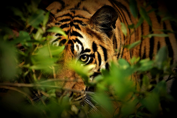 Kanha Jungle Lodge: Das Auge des Tigers
