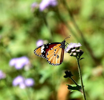 Kanha Jungle Lodge: Schmetterling