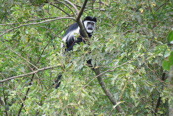 Katara Lodge: Kolobus-Affe